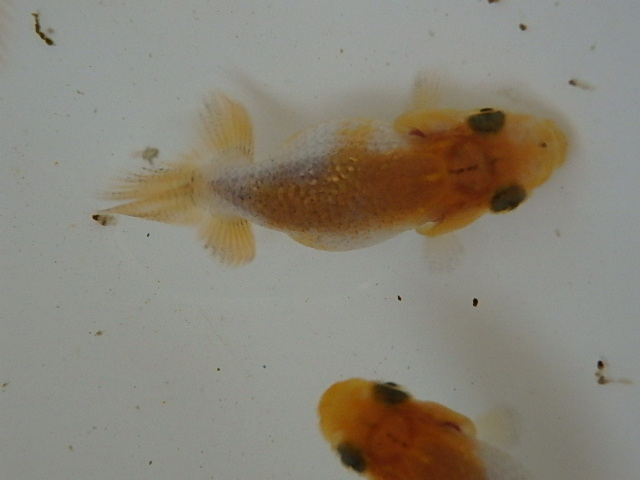 f0334143_8511465.jpg