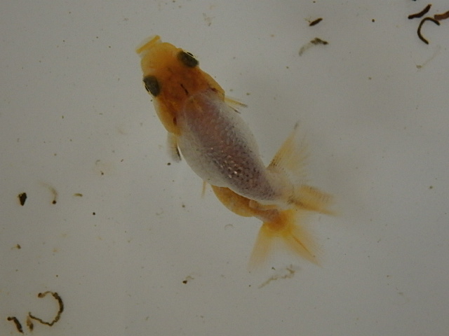 f0334143_8512011.jpg