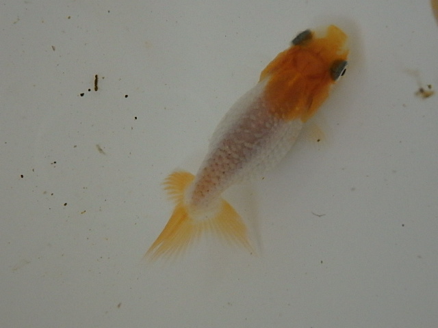 f0334143_8512517.jpg