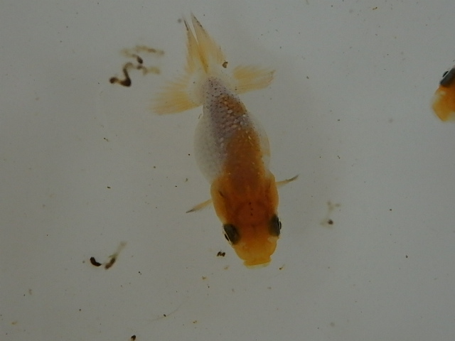 f0334143_8513171.jpg
