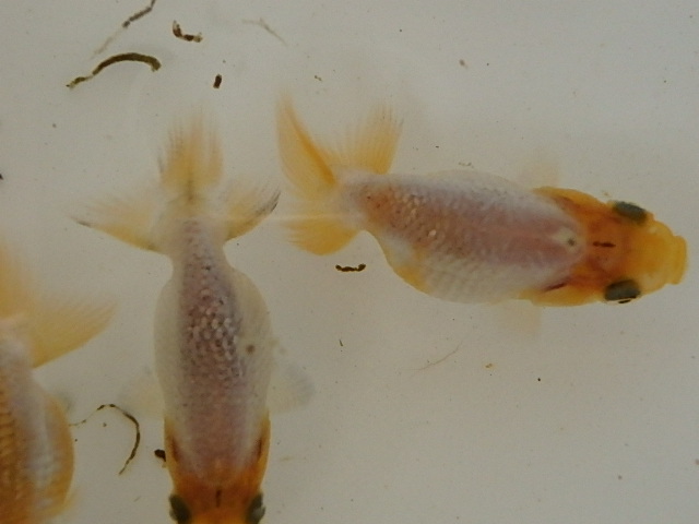 f0334143_851454.jpg