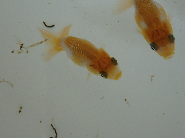 f0334143_8514710.jpg