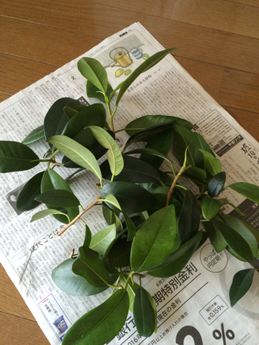 観葉植物 フランスゴムの木 枝の剪定 暮らしの彩り 観葉植物 フランスゴムの木 枝の剪定 暮らしの彩り