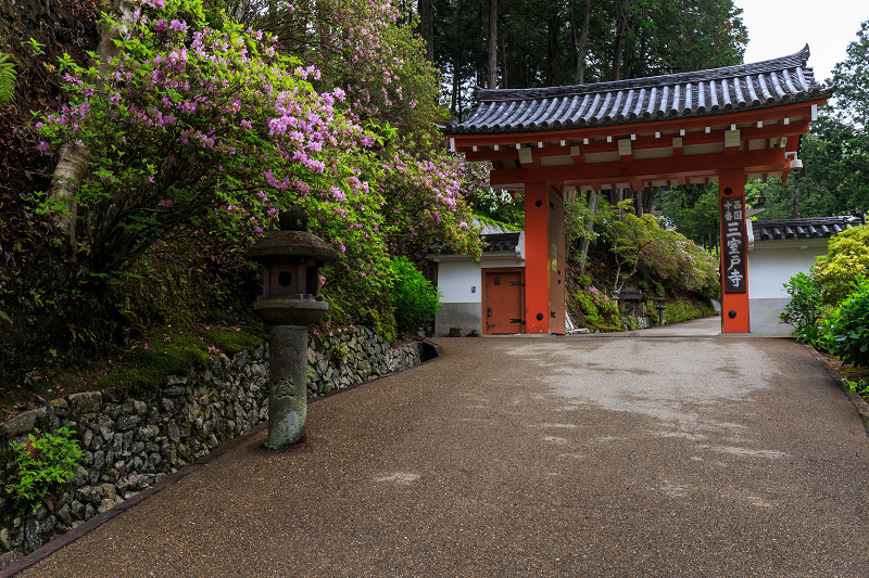 ツツジ咲き乱れる三室戸寺_f0155048_15495794.jpg