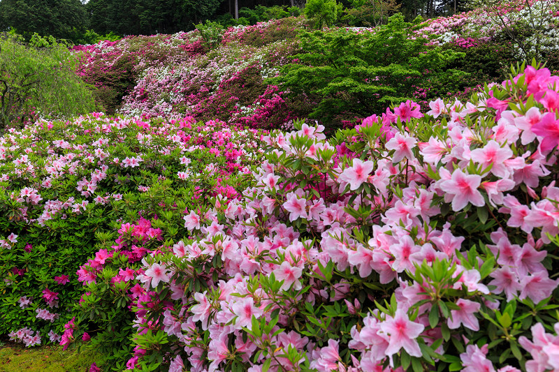 ツツジ咲き乱れる三室戸寺_f0155048_16312514.jpg