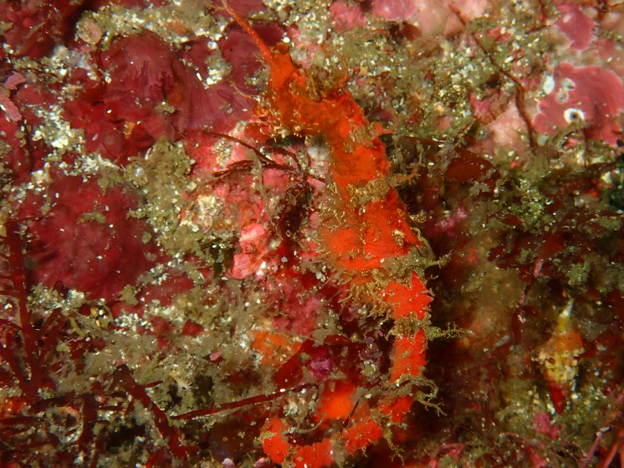 d0058549_1772572.jpg