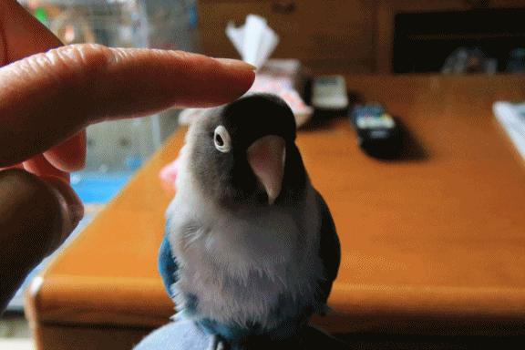 c0145250_11152309.gif