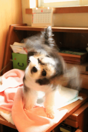 c0145250_11241156.gif