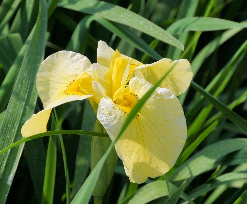 花菖蒲（Iris ensata var. See Wikipedia English site）　_d0113554_68168.jpg