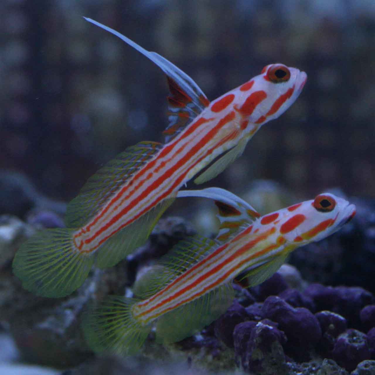 a0162261_1845756.jpg