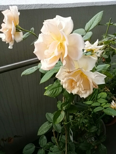 f0200871_12272515.jpg