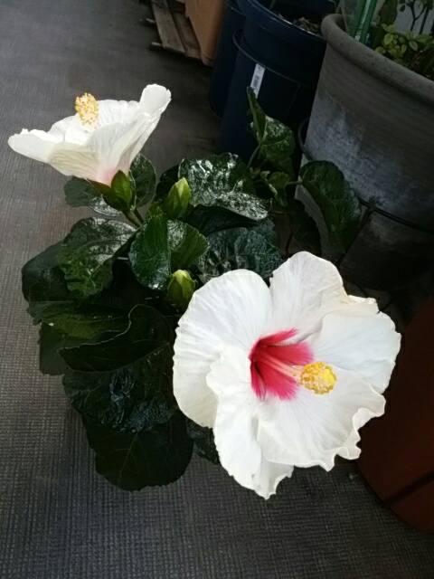 f0200871_12272587.jpg