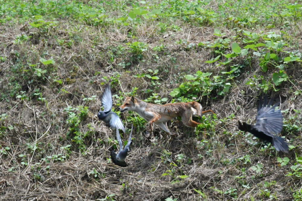 キツネ_f0053272_842141.jpg