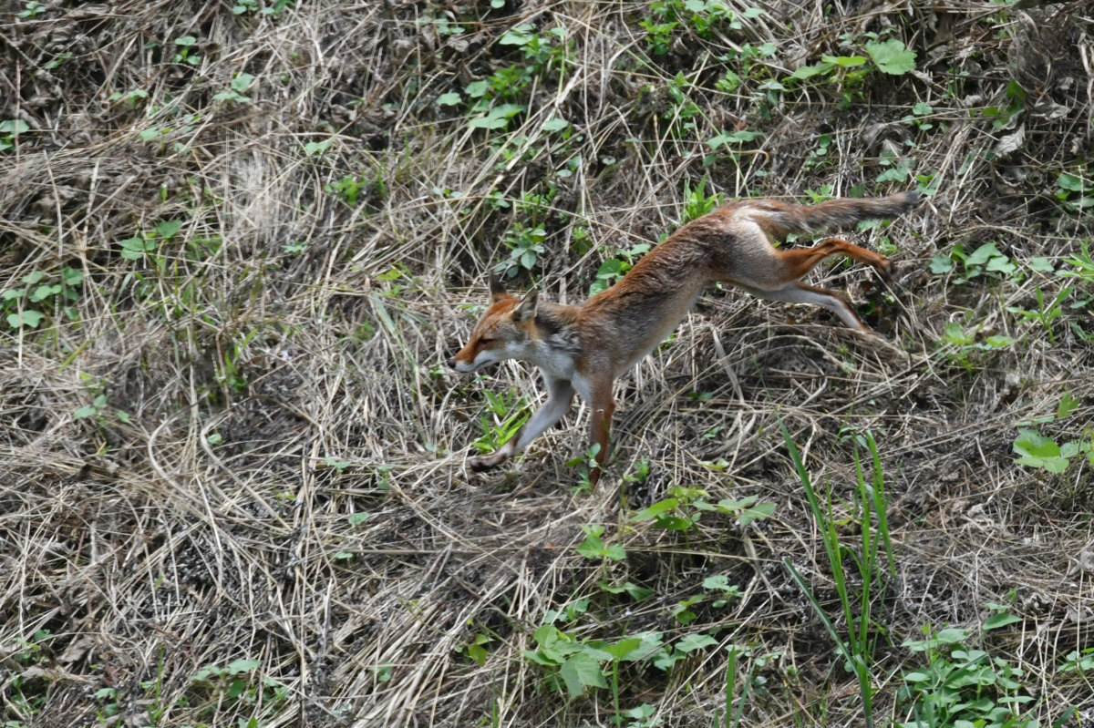 キツネ_f0053272_853599.jpg