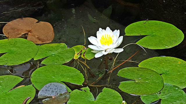 a0182281_11514190.jpg