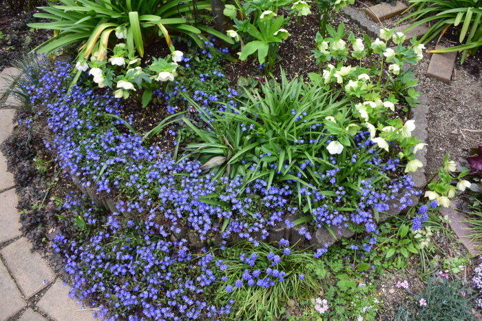 庭花とコロスケ ベロニカオックスフォードブルー編 緑のチョーカー