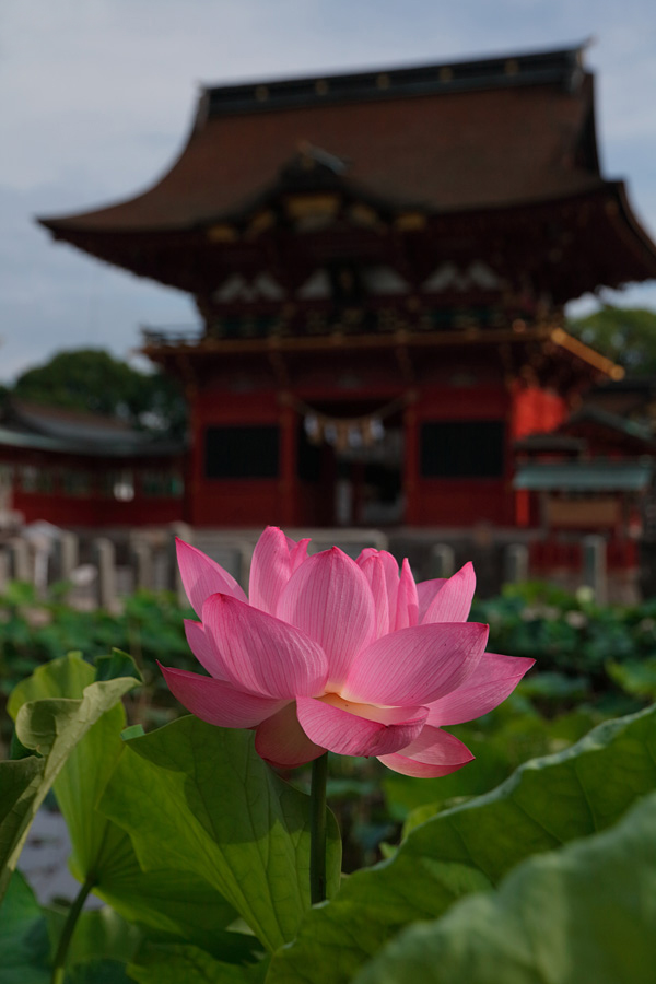 16.07.03：今年も伊賀八幡宮で蓮花コラボ１_c0007190_19251178.jpg