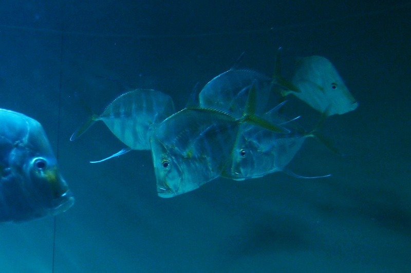 e0348392_17432989.jpg
