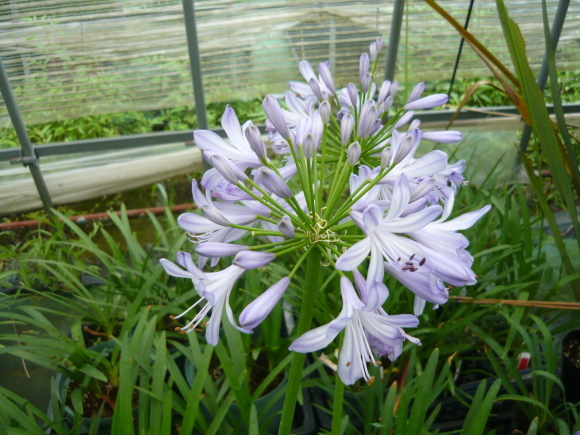 今日の農園の気になる植物_a0139007_18142237.jpg