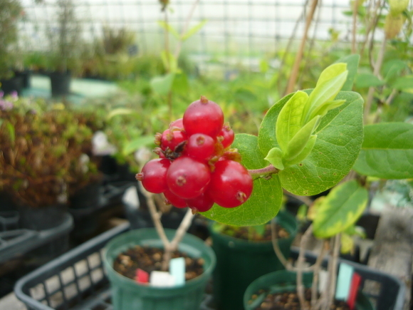 今日の農園の気になる植物_a0139007_18162630.jpg