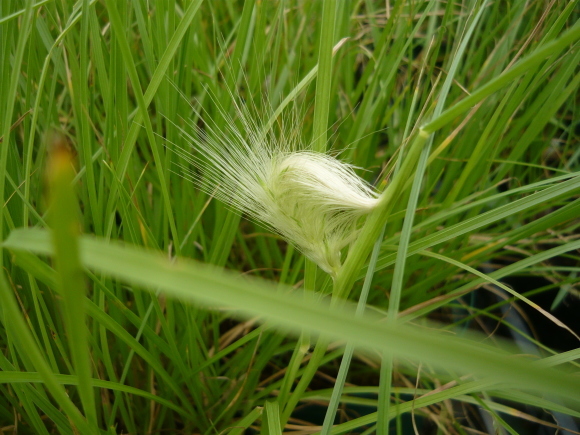 今日の農園の気になる植物_a0139007_18200306.jpg