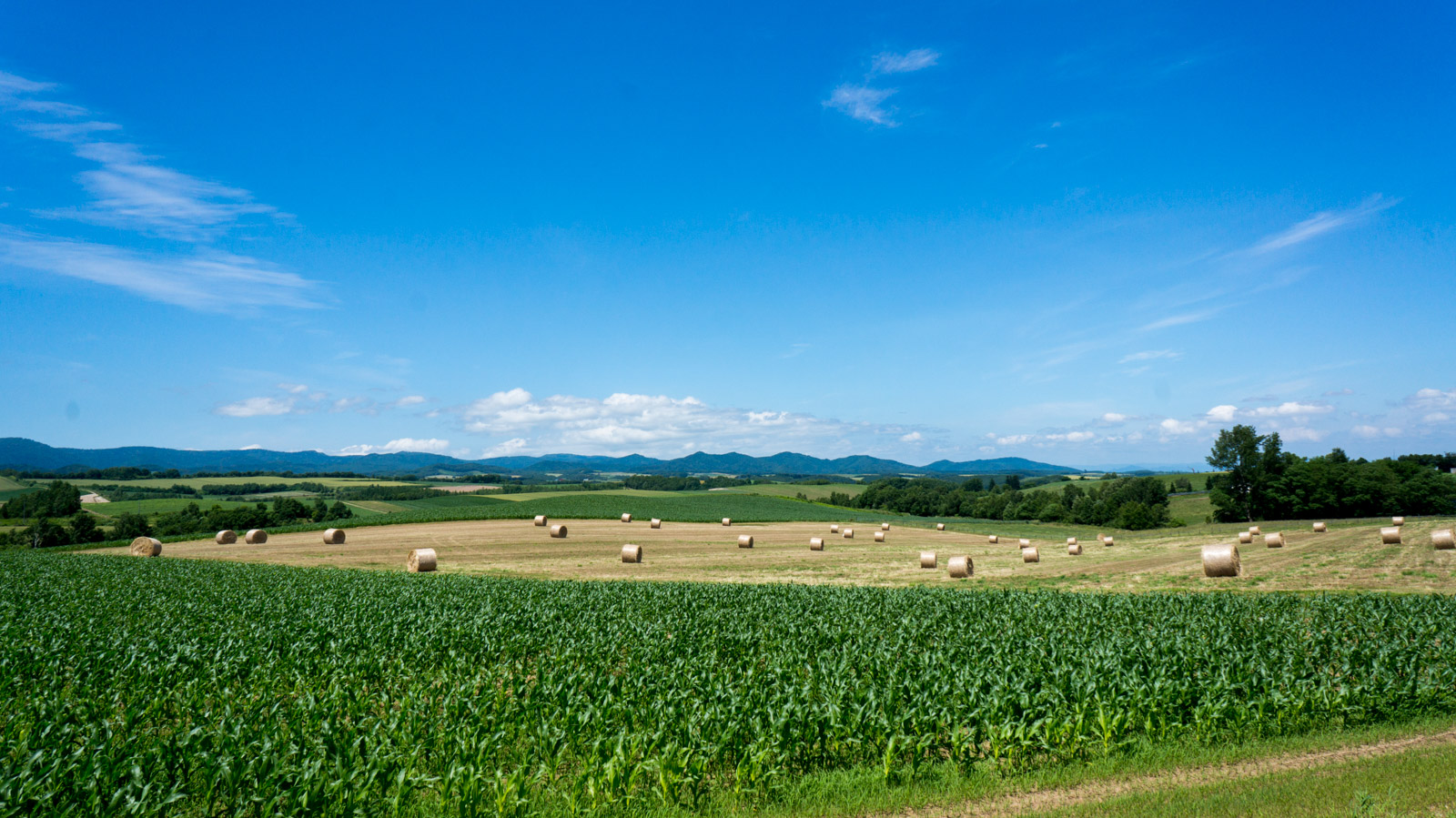 これぞ!北海道の夏_c0033513_2191053.jpg