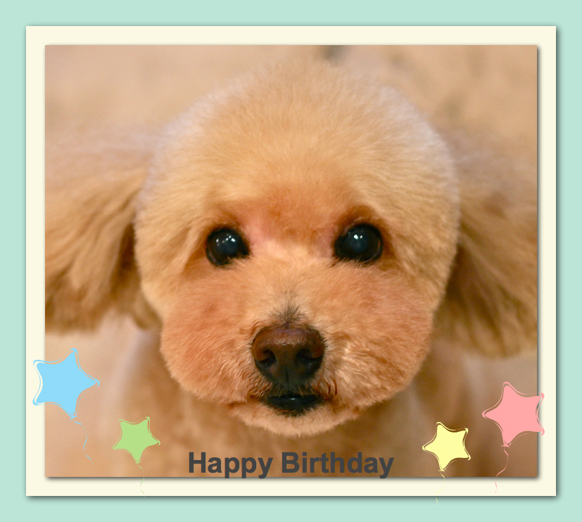 Happy Birthday ココくん♡_d0060413_10341450.jpg