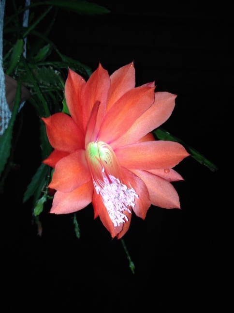 直売最安 幻の花 孔雀サボテン みなとまつり開花 www.unamec.com.br