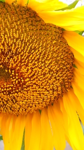 　　　　　ＳＵN　　ＦＬＯＷＥＲ_e0352820_18111483.jpg