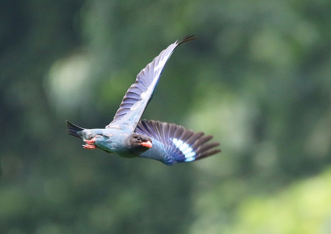 ブッポウソウ Dollarbird その２ 下手の横好き