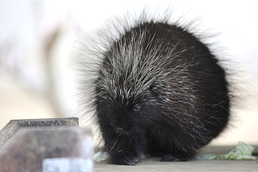 かわいい毛玉 動物園放浪記 かわいい毛玉 動物園放浪記