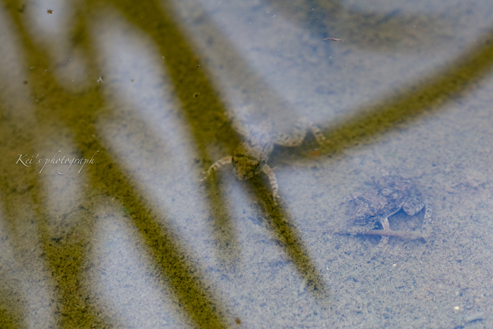 畦道_c0235725_22182364.jpg