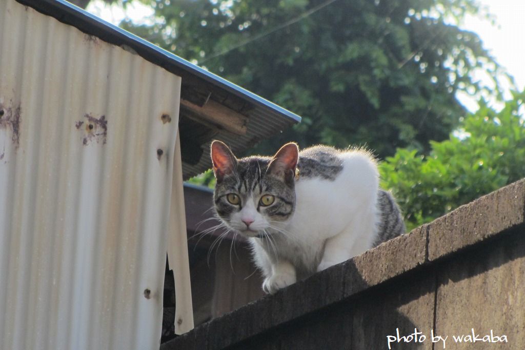 カメラ目線のニャンコたち(=^・・^=)_e0052135_22483660.jpg