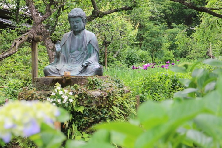 鎌倉　東慶寺　六月の花【１】_f0364539_23414846.jpg