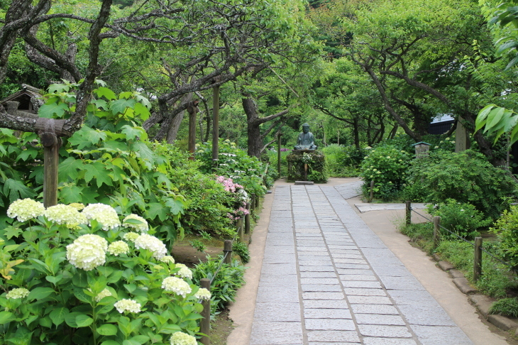 鎌倉　東慶寺　六月の花【１】_f0364539_23430488.jpg