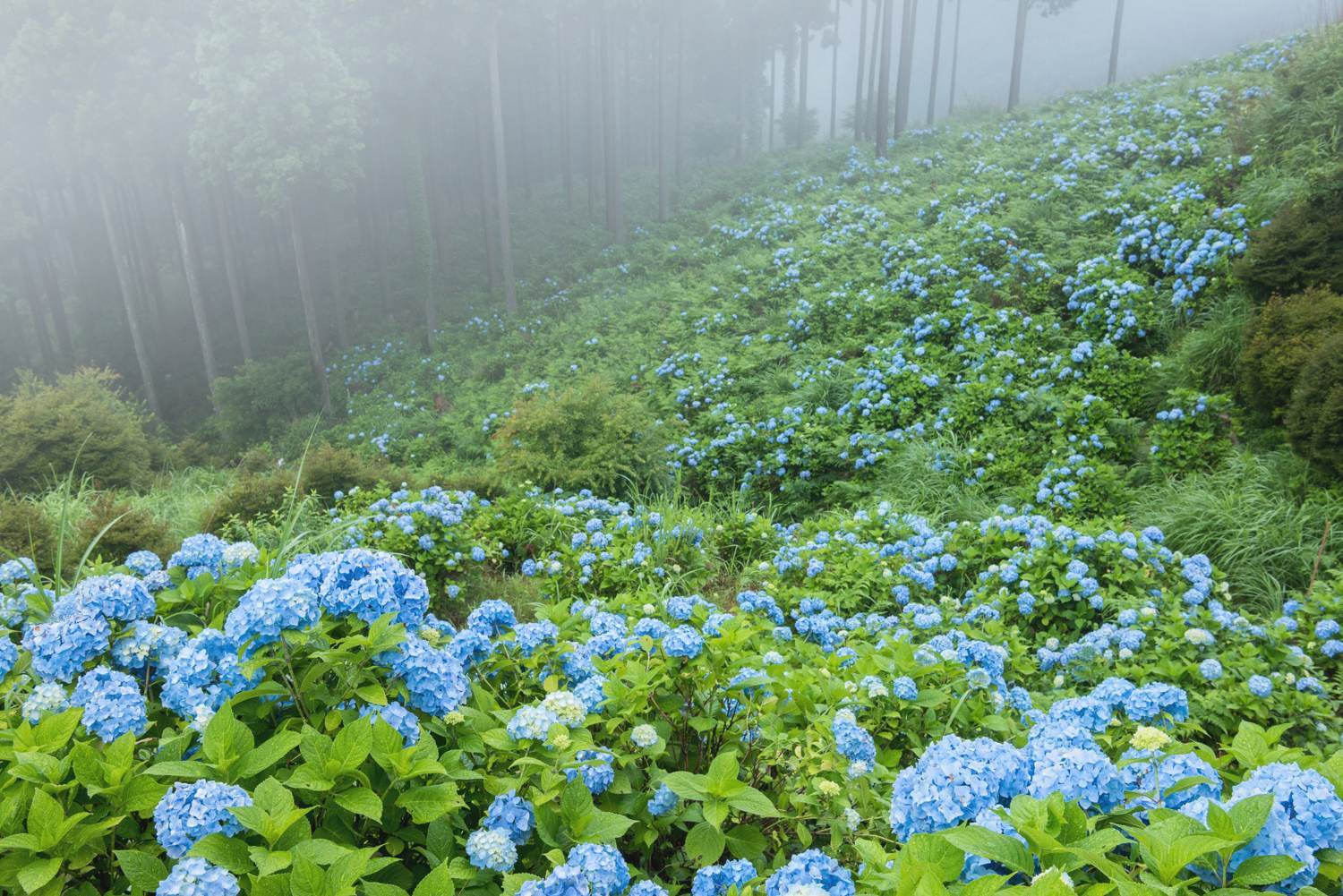 天空の紫陽花　　　和歌山県_d0286954_05485877.jpg