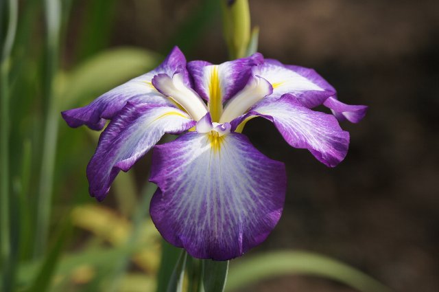 ツートンカラーの花しょうぶ☆吹上しょうぶ公園_a0355365_2102618.jpg