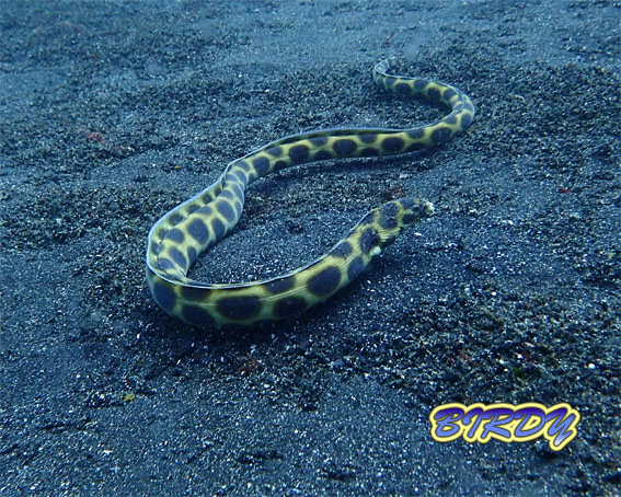 サカタザメ_e0273365_12424152.jpg
