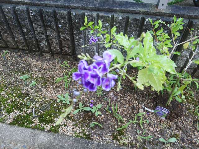 わぁ い デュランタ パープルラブ宝塚 咲きました よかった たんぽぽだより