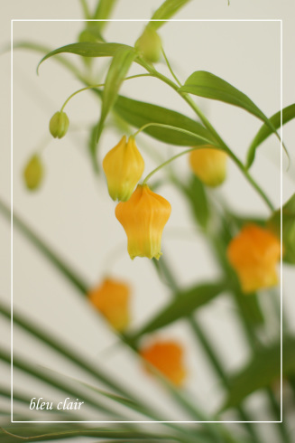 ゆらゆらのサンダーソニア 花の香りとともに