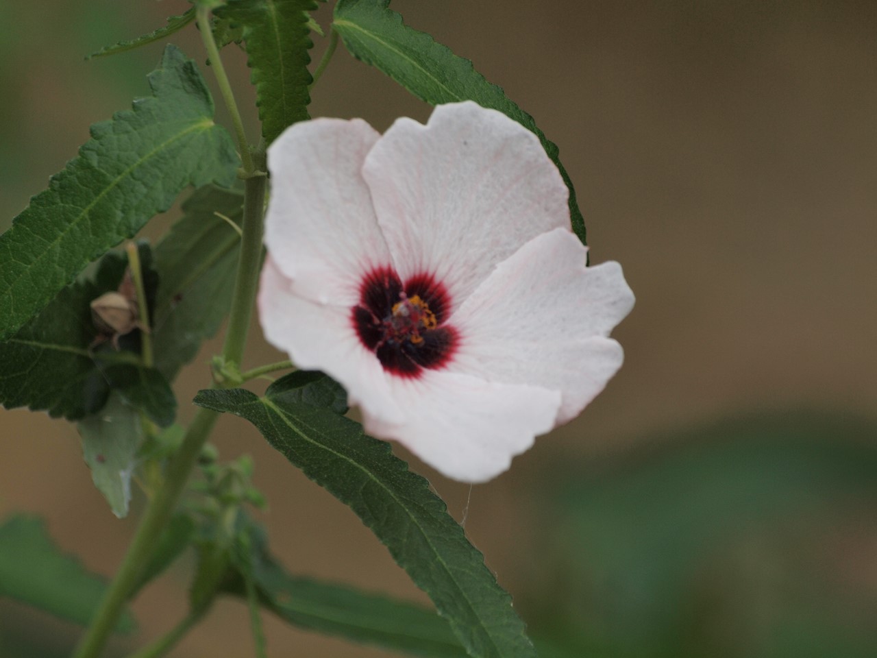 『高砂芙蓉(タカサゴフヨウ)の咲く散策路・・・・・』_d0054276_20295029.jpg