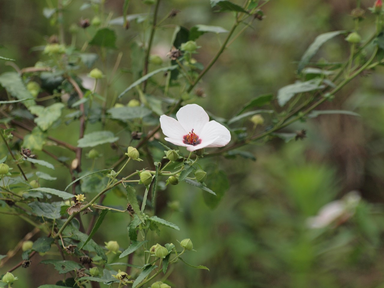 『高砂芙蓉(タカサゴフヨウ)の咲く散策路・・・・・』_d0054276_20301115.jpg