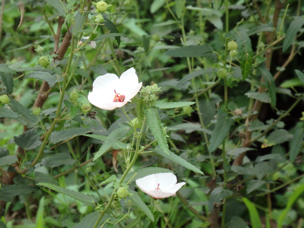 『高砂芙蓉(タカサゴフヨウ)の咲く散策路・・・・・』_d0054276_20313484.jpg