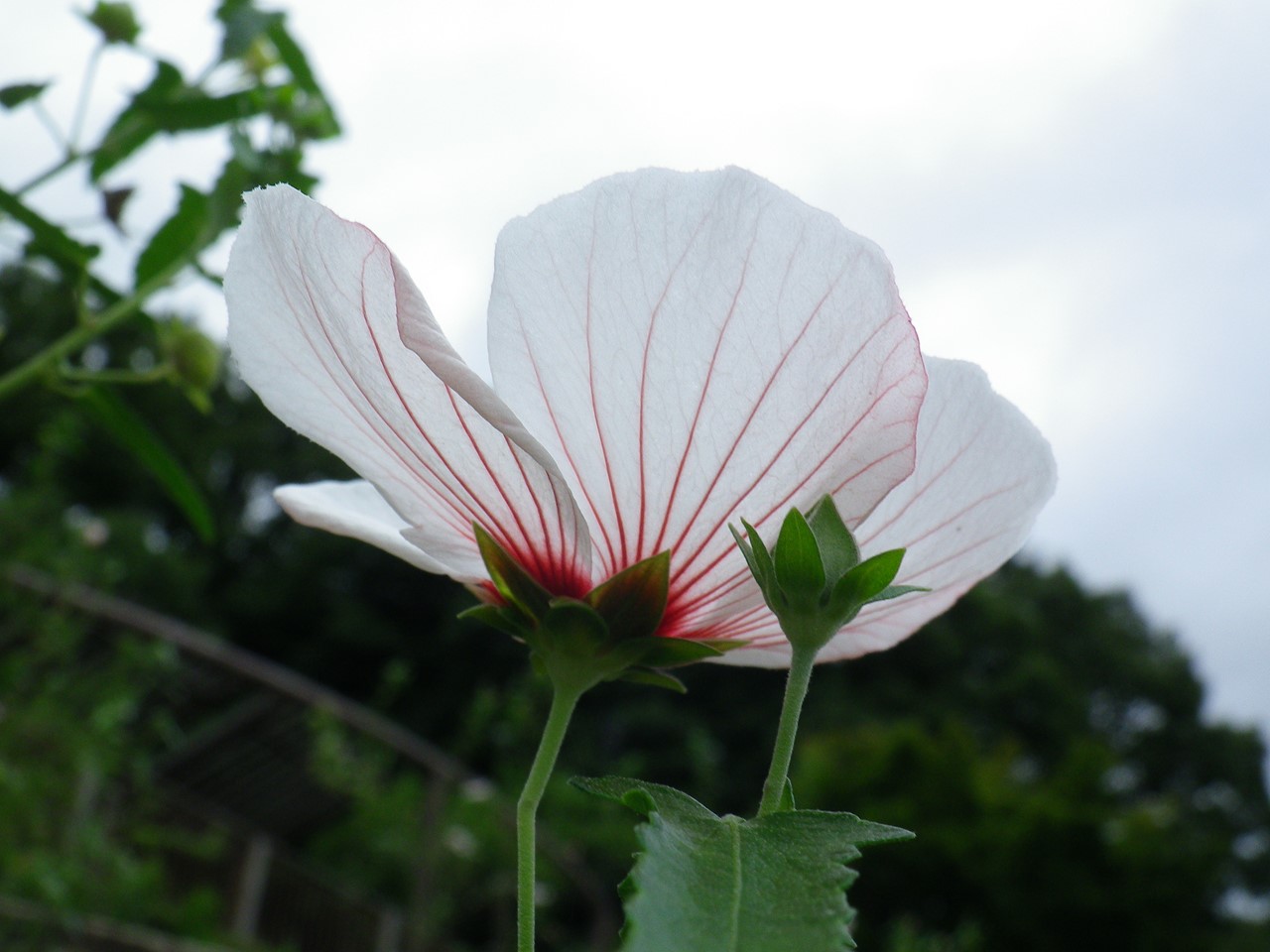 『高砂芙蓉(タカサゴフヨウ)の咲く散策路・・・・・』_d0054276_20323913.jpg