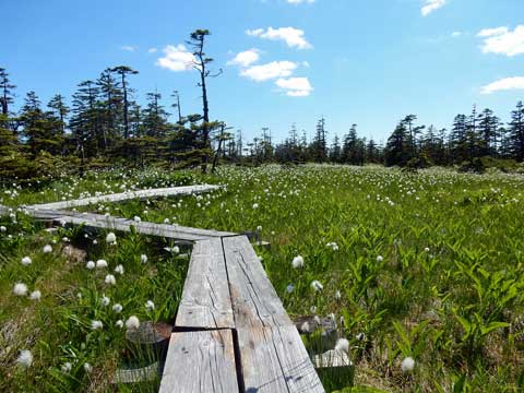 道北花散歩　　２松山湿原_f0083977_20434053.jpg