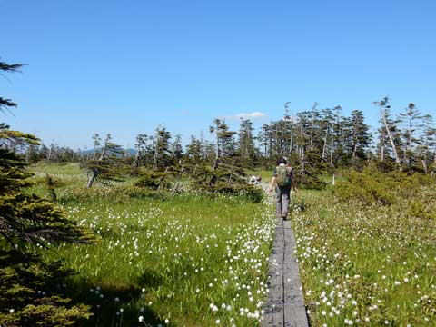 道北花散歩　　２松山湿原_f0083977_20453616.jpg