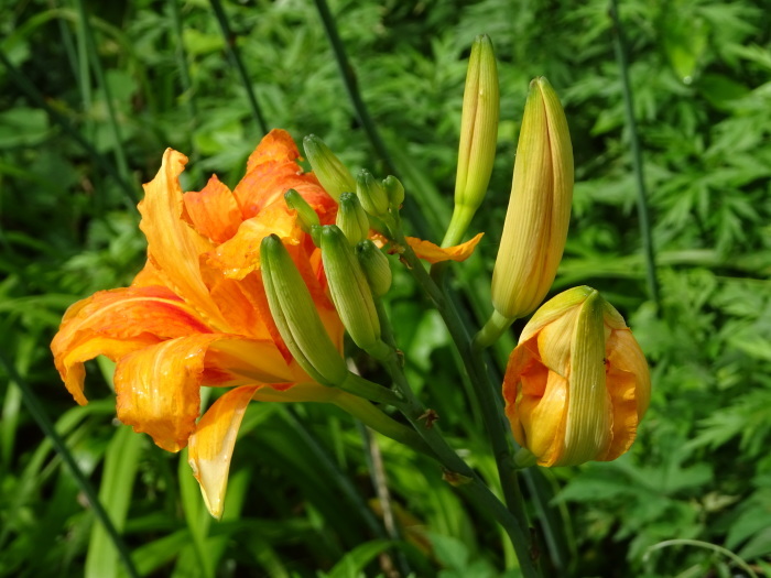 梅雨期の境内に、ヤブカンゾウの花が咲きにぎわう　２０１６．７．１４_c0153880_16164073.jpg