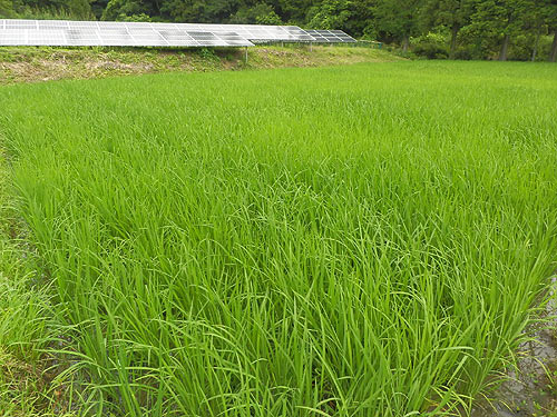 7月13日の田んぼ(月光原小・西根小) _d0247484_1354069.jpg