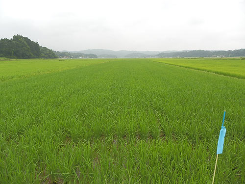7月13日の田んぼ(目黒角田絆交流田) _d0247484_14315536.jpg