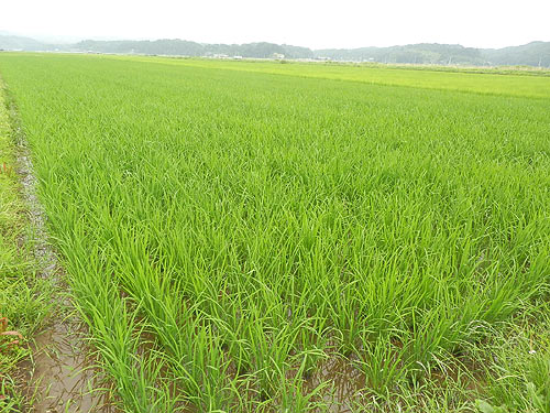 7月13日の田んぼ(目黒角田絆交流田) _d0247484_18375650.jpg